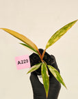 Philodendron serratum 'Caramel Marble' -flash sale