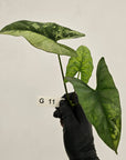 Alocasia 'Simpo' Variegata- Bare Bottom Baby - SALE