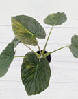 Alocasia ‘wentii’ Variegated