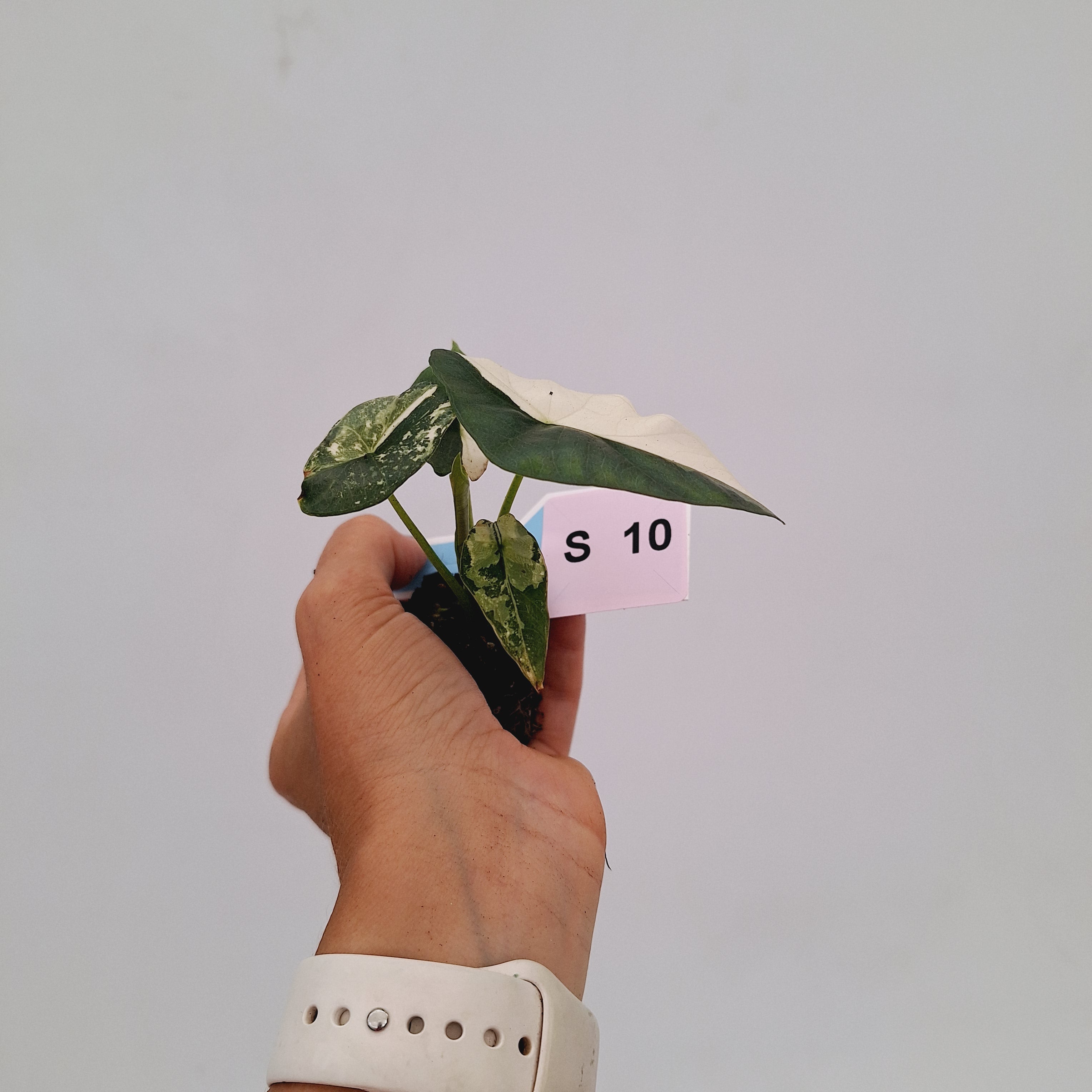 Alocasia 'Simpo' Albo Variegata- Bare Bottom Baby⁷