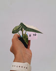 Alocasia 'Simpo' Albo Variegata- Bare Bottom Baby⁷