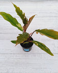 Philodendron serratum Caramel Marble