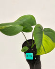Monstera deliciosa Variegata
