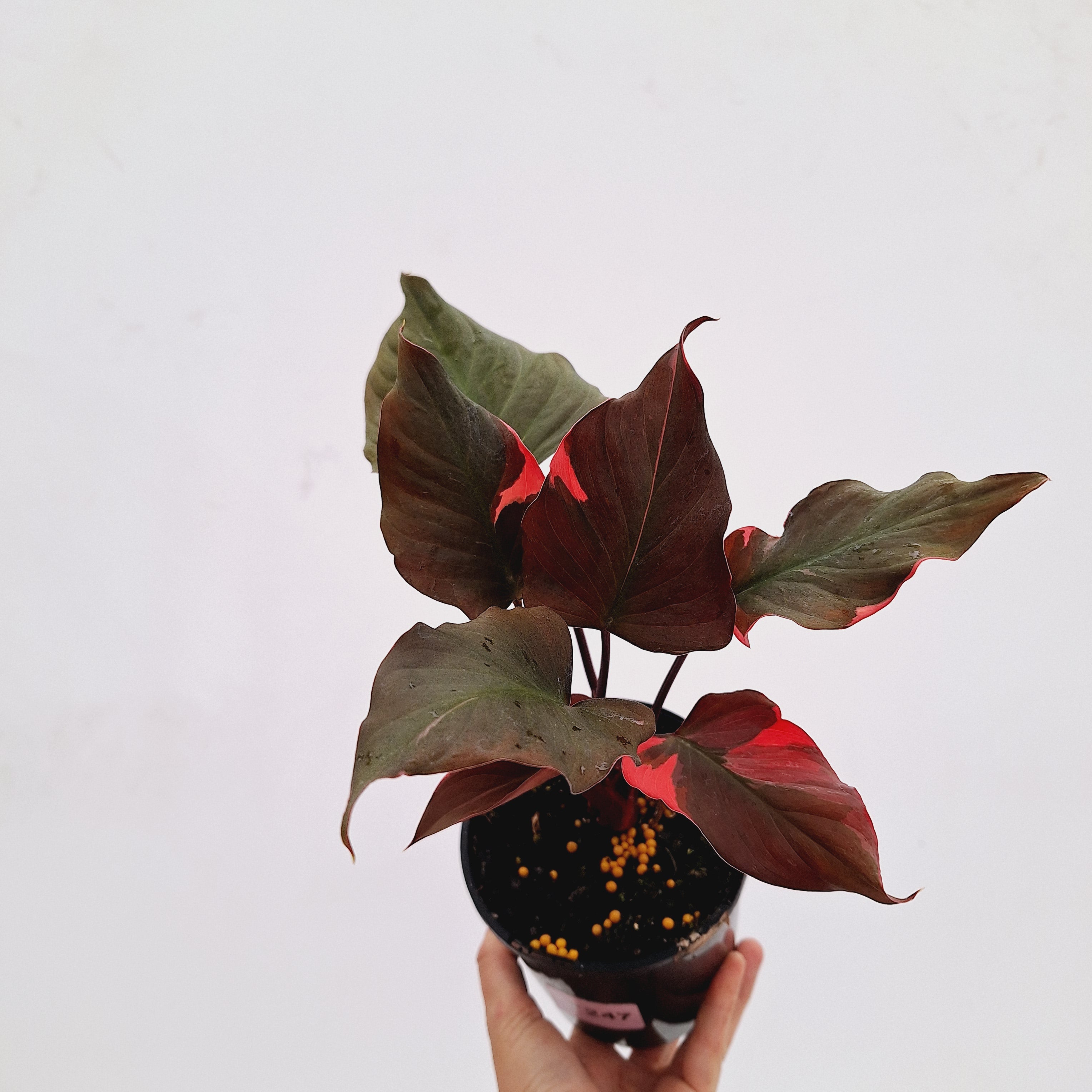 Homalomena rubescens Flaming Red Variegata