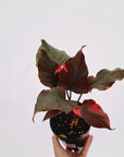 Homalomena rubescens Flaming Red Variegata