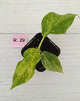 Philodendron giganteum Blizzard - SALE