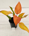 Philodendron 'Orange Princess' Sport