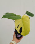 Monstera Deliciosa 'Mint' - SALE