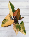 Philodendron erubescens Strawberry Shake