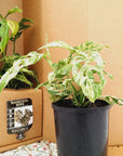 Monstera adansonii Mint 125mm Gift Box - Christmas Pre- Order