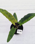 Alocasia lauterbachiana Variegata