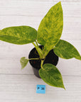 Philodendron giganteum Blizzard - SALE