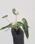 Alocasia Amazonica bambino Variegata - Bare Bottom Baby - SALE
