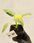 Homalomena sulcata ‘Cream Frost’ - SALE