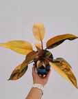 Philodendron 'Rojo Congo Variegated'