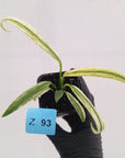 Epipremnum amplissimum variegata 'Albo'