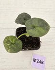 Alocasia melo 'Rhino Skin' Variegata - 70mm