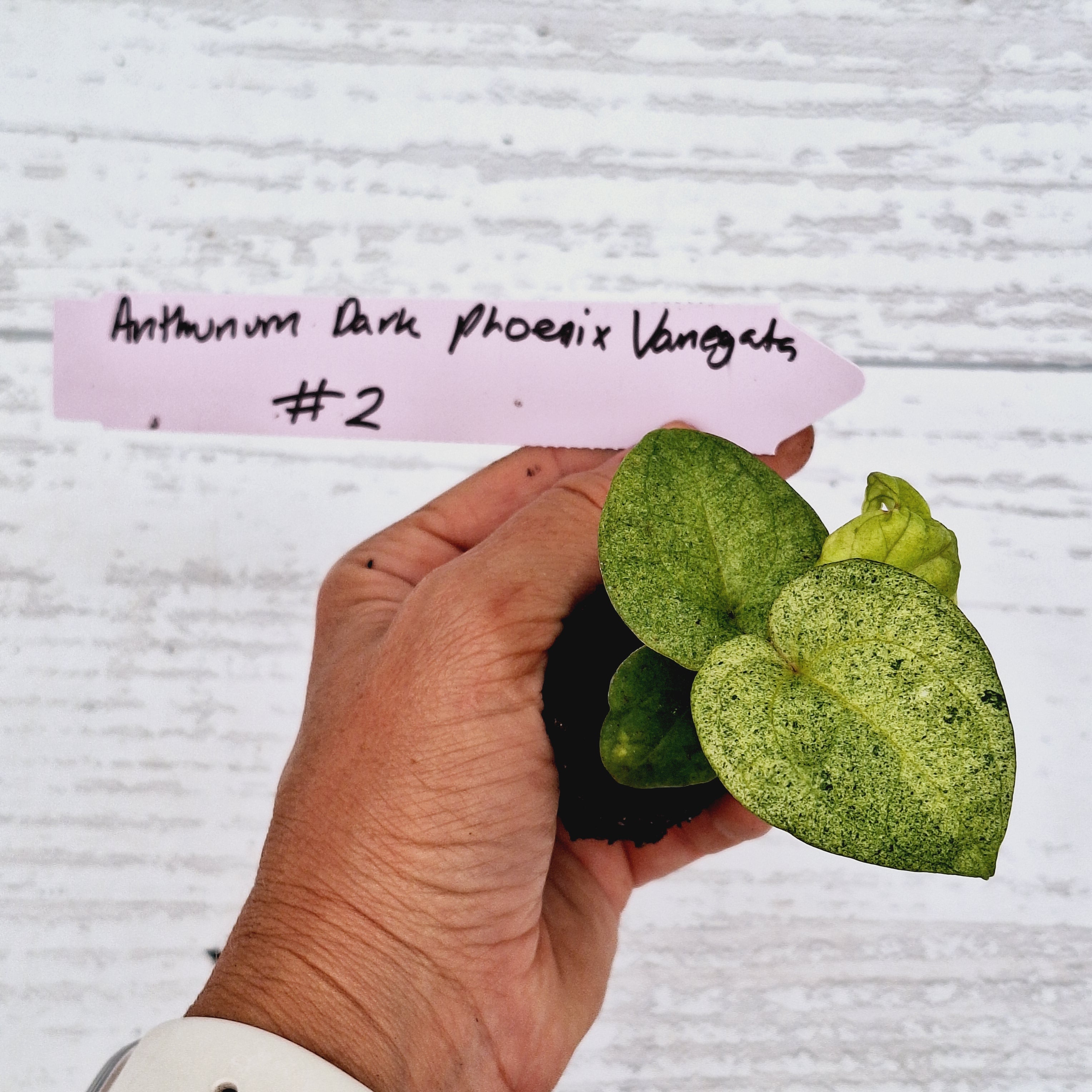 Anthurium 'Dark Phoenix' Variegata - Bare Bottom Baby