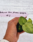 Anthurium 'Dark Phoenix' Variegata - Bare Bottom Baby