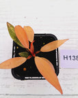 Philodendron 'Orange Princess'