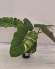 Philodendron pinnatifidum 'Jungle Fever Egg Yolk"
