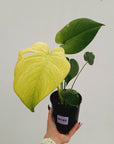 Monstera Deliciosa 'Mint' - SALE