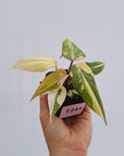 Philodendron gloriosum variegata
