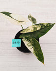 Alocasia ‘Simpo Albo’ Variegata - SALE