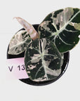 Alocasia reginula 'Black Velvet variegata'