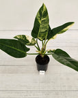 Philodendron imperial green variegata