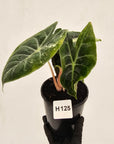 Alocasia Pink Dragon 'Variegata'