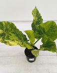Alocasia Odora 'California Aurea Variegata'