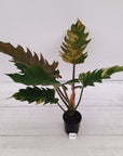 Philodendron serratum Caramel Marble