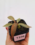 Philodendron 'Orange Princess'