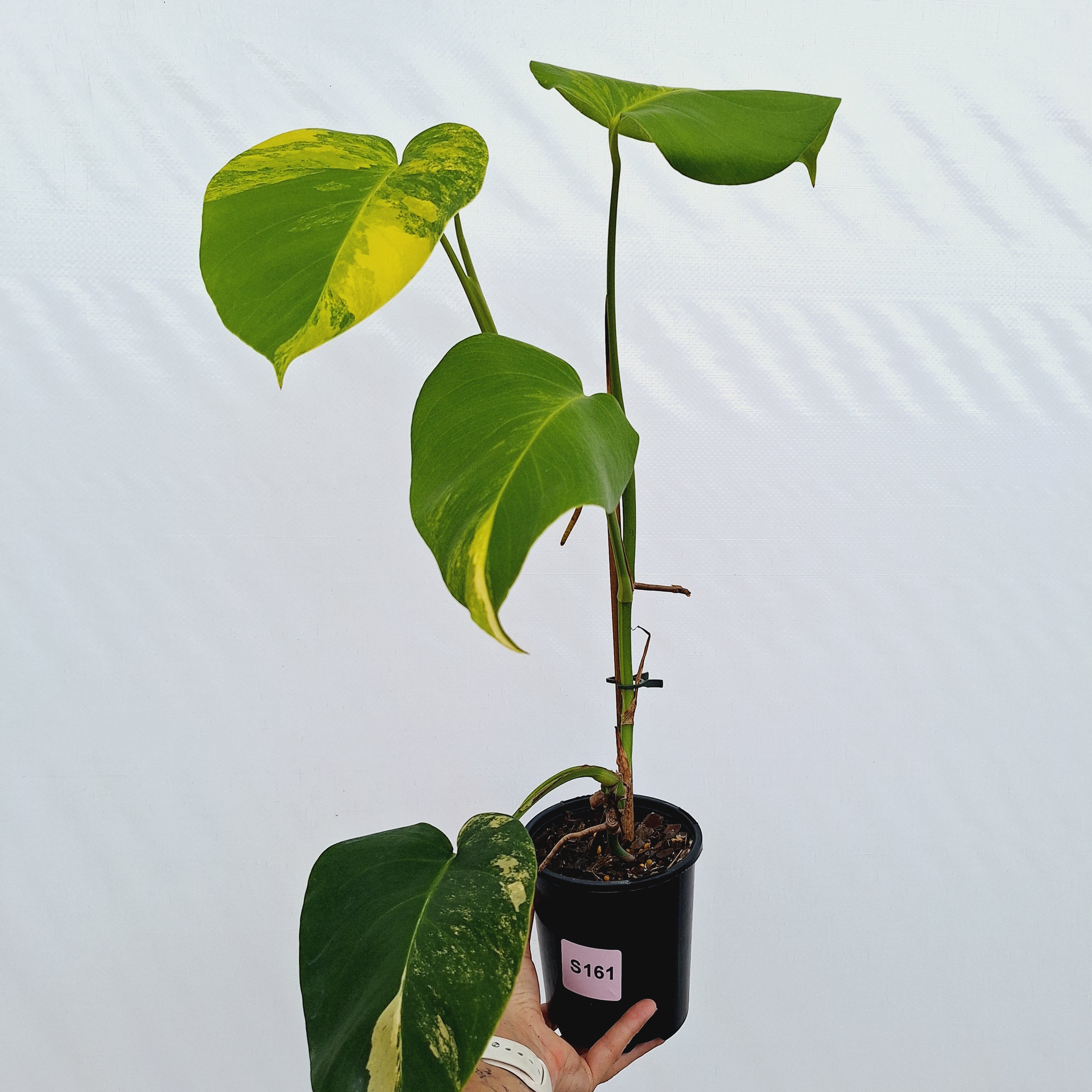 Monstera borsigiana Aurea