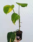 Monstera borsigiana Aurea