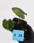 Alocasia Meclizine Aurea Variegata