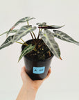 Alocasia Amazonica bambino Variegata