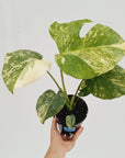 Monstera deliciosa Thai Constellation Sports