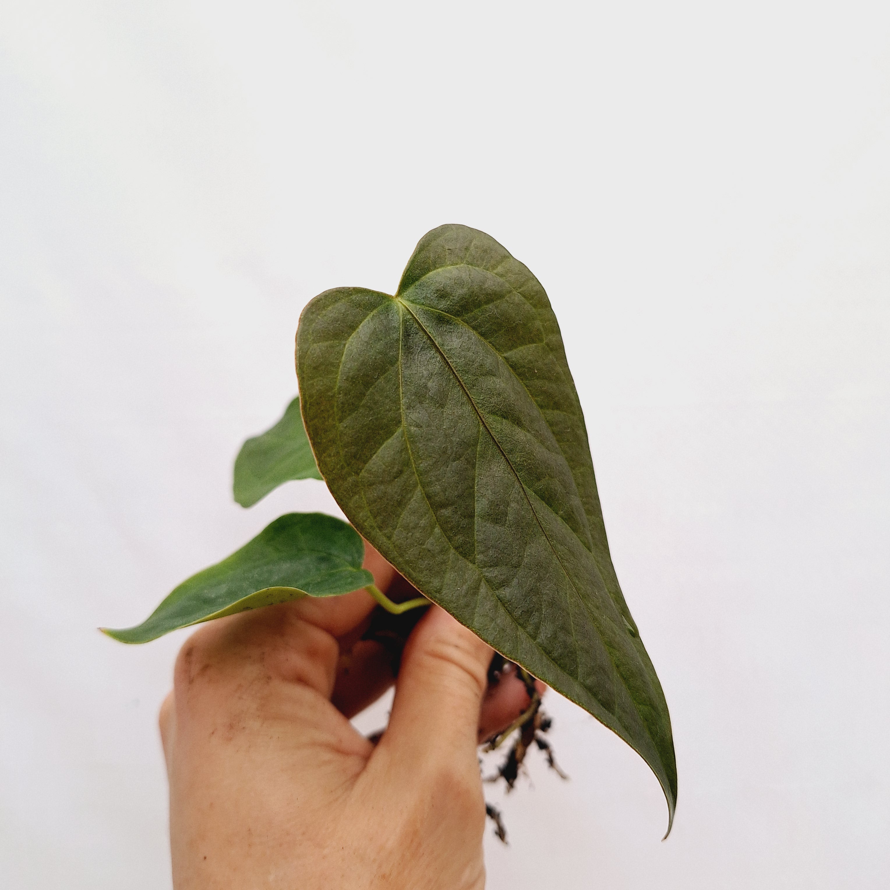 Anthurium Queen of Hearts - Bare Bottom Baby