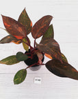 Philodendron 'Orange Princess'