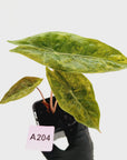Alocasia Pink Dragon 'Variegata'