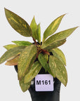 Philodendron 'Orange Princess' 70mm