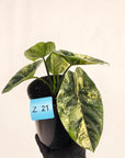 Alocasia sinuata Variegata