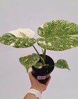 Monstera deliciosa Thai Constellation Sports