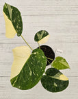 Monstera deliciosa Thai Constellation