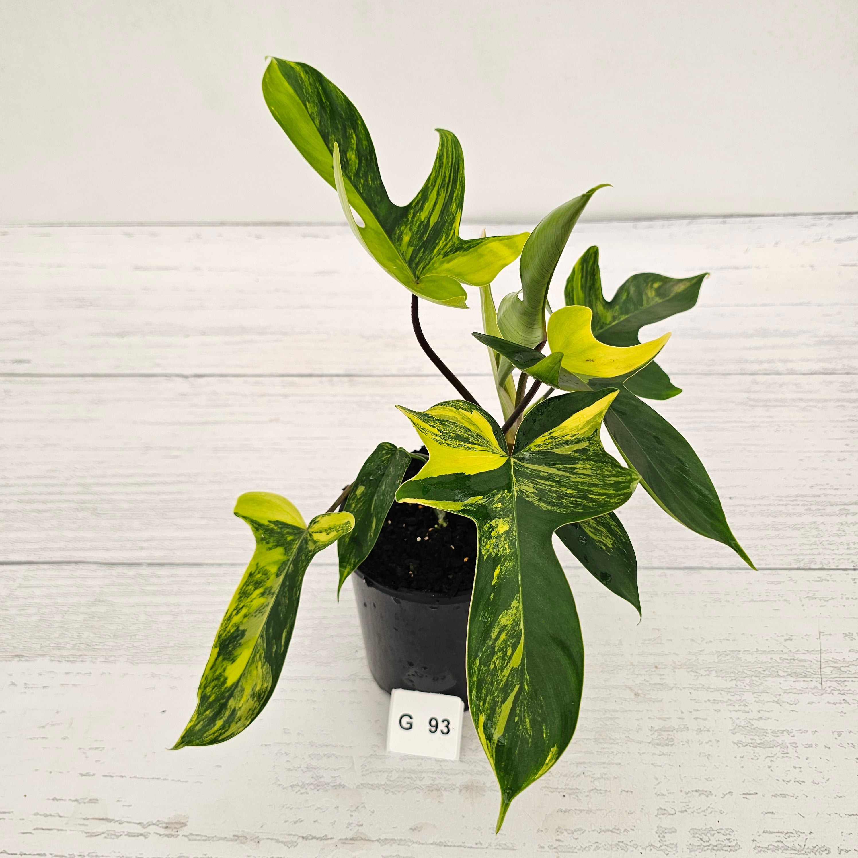 Philodendron pedatum Florida Beauty – Enliven Plants