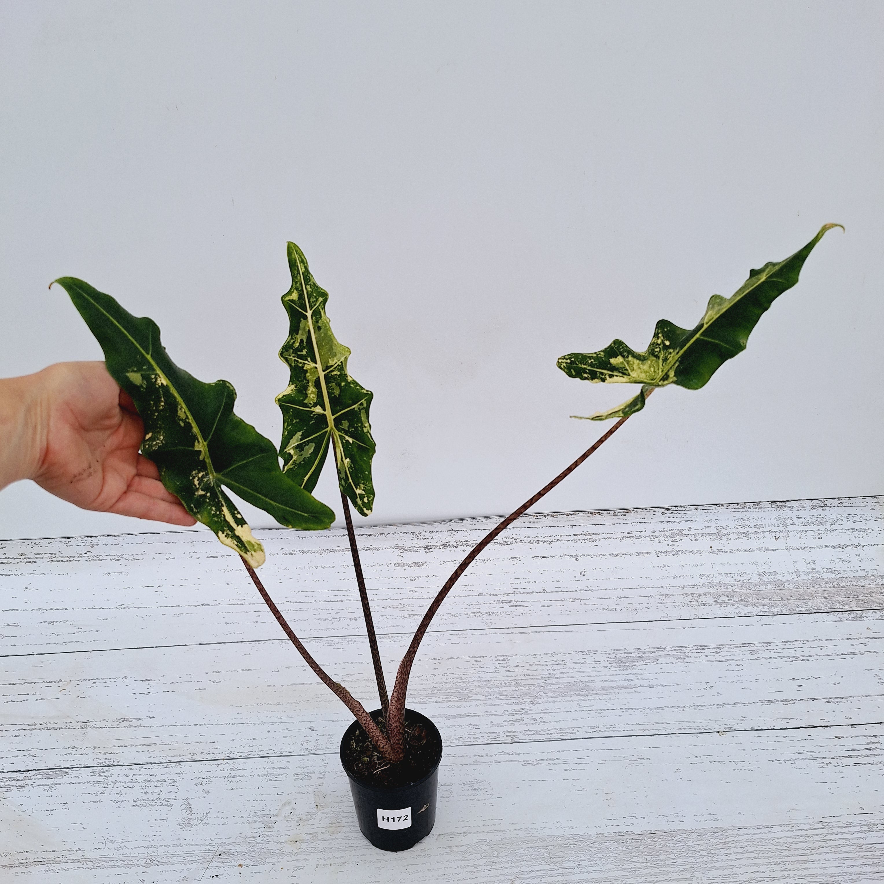 Alocasia sarian variegata