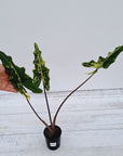 Alocasia sarian variegata