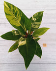 Philodendron imperial green variegata